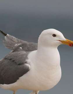 亚美尼亚鸥 / Armenian Gull / Larus armenicus