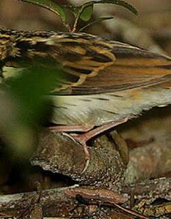 东非鹨 / Sokoke Pipit / Anthus sokokensis