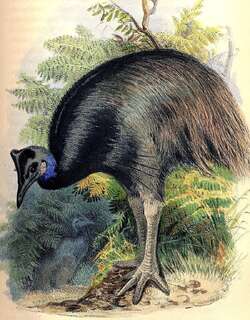 侏鹤鸵 / Dwarf Cassowary / Casuarius bennetti