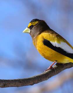 黄昏锡嘴雀 / Evening Grosbeak / Hesperiphona vespertina