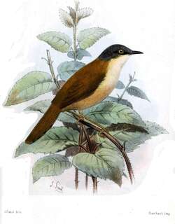 霍氏山鹪莺 / Grey-crowned Prinia / Prinia cinereocapilla