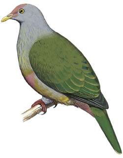 拉帕岛果鸠 / Rapa Fruit Dove / Ptilinopus huttoni