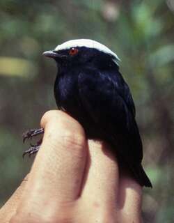 白冠娇鹟 / White-crowned Manakin / Pseudopipra pipra