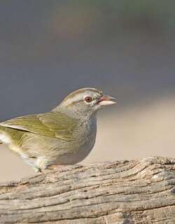 褐纹头雀 / Olive Sparrow / Arremonops rufivirgatus