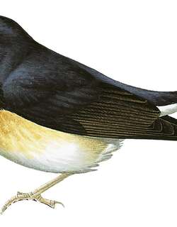 班多克姬鹟 / Bundok Flycatcher / Ficedula luzoniensis