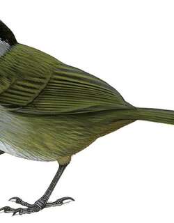 帕里亚薮雀 / Paria Brushfinch / Arremon phygas