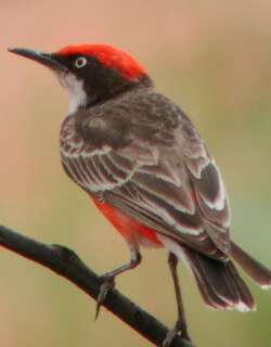 绯红澳䳭 / Crimson Chat / Epthianura tricolor