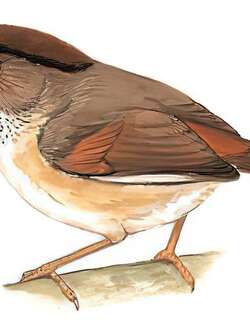 棕头雀鹛 / Spectacled Fulvetta / Fulvetta ruficapilla