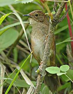 四川短翅莺 / Sichuan Bush Warbler / Locustella chengi