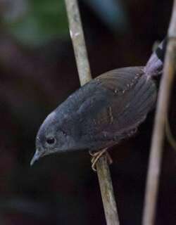 迪亚曼蒂纳窜鸟 / Diamantina Tapaculo / Scytalopus diamantinensis