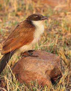 布氏鸦鹃 / Burchell’s Coucal / Centropus burchellii
