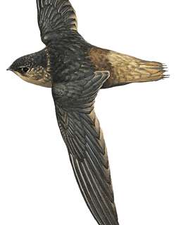 查氏雨燕 / Chapman’s Swift / Chaetura chapmani