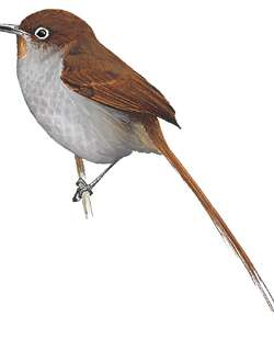 绣眼棘尾雀 / Eye-ringed Thistletail / Asthenes palpebralis