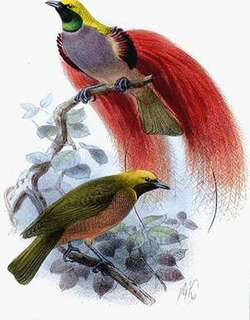 戈氏极乐鸟 / Goldie’s Bird-of-paradise / Paradisaea decora