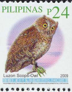 吕宋角鸮 / Luzon Scops Owl / Otus longicornis