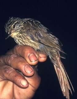 线纹拾叶雀 / Lineated Foliage-gleaner / Syndactyla subalaris