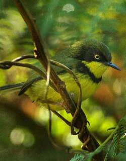 黄喉娇莺 / Yellow-throated Apalis / Apalis flavigularis