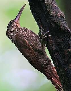 白嘴䴕雀 / Ivory-billed Woodcreeper / Xiphorhynchus flavigaster