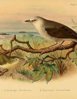 普林西比绣眼鸟 / Principe White-eye / Zosterops ficedulinus