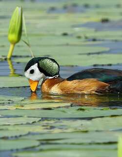 厚嘴棉凫 / African Pygmy Goose / Nettapus auritus