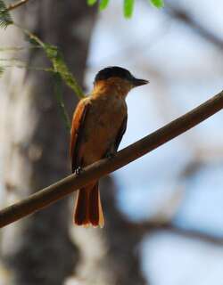 红喉厚嘴霸鹟 / Rose-throated Becard / Pachyramphus aglaiae