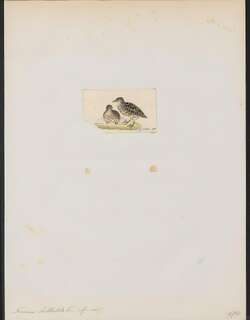 非洲三趾鹑 / Hottentot Buttonquail / Turnix hottentottus