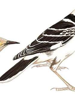 黑领椋鸟 / Black-collared Starling / Gracupica nigricollis