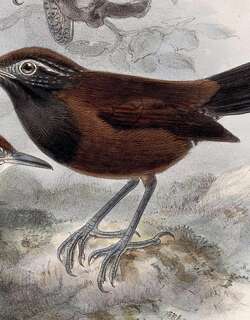 黑喉苇鹪鹩 / Black-throated Wren / Pheugopedius atrogularis