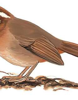 白颊噪鹛 / White-browed Laughingthrush / Pterorhinus sannio