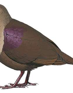 厚嘴鸡鸠 / Thick-billed Ground Dove / Pampusana salamonis