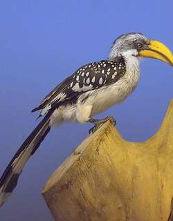 黄弯嘴犀鸟 / Eastern Yellow-billed Hornbill / Tockus flavirostris