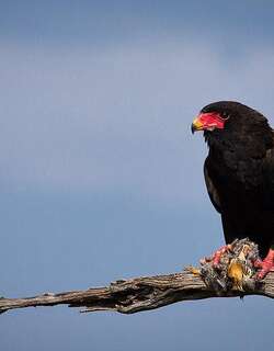 短尾雕 / Bateleur / Terathopius ecaudatus