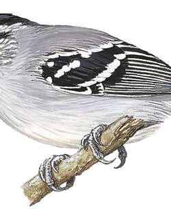 杜氏蚁鹩 / Dugand’s Antwren / Herpsilochmus dugandi