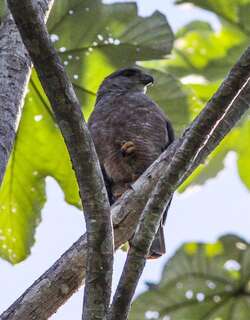 里氏鵟 / Ridgway’s Hawk / Buteo ridgwayi