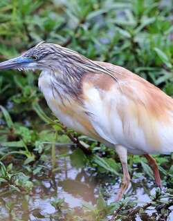 白翅黄池鹭 / Squacco Heron / Ardeola ralloides