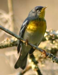 北森莺 / Northern Parula / Setophaga americana