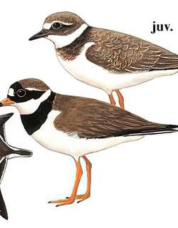 剑鸻 / Common Ringed Plover / Charadrius hiaticula