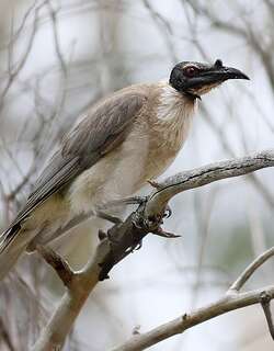 噪吮蜜鸟 / Noisy Friarbird / Philemon corniculatus