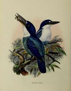 南摩鹿加翡翠 / Lazuli Kingfisher / Todiramphus lazuli