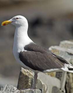 大黑背鸥 / Great Black-backed Gull / Larus marinus