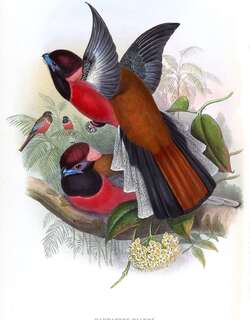 紫顶咬鹃 / Diard’s Trogon / Harpactes diardii