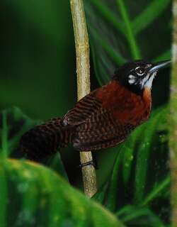 栗苇鹪鹩 / Bay Wren / Cantorchilus nigricapillus