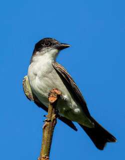 巨王霸鹟 / Giant Kingbird / Tyrannus cubensis