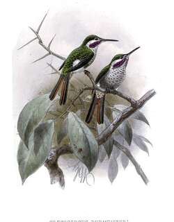 细尾林星蜂鸟 / Slender-tailed Woodstar / Microstilbon burmeisteri