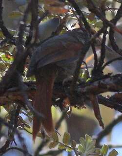 巴氏针尾雀 / Baron’s Spinetail / Cranioleuca baroni