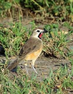 粉斑丛鵙 / Rosy-patched Bushshrike / Telophorus cruentus