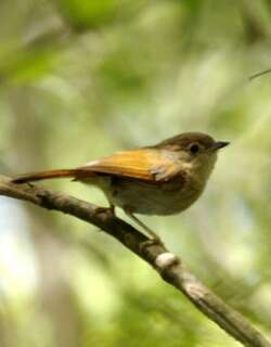 爪哇雀鹛 / Javan Fulvetta / Alcippe pyrrhoptera
