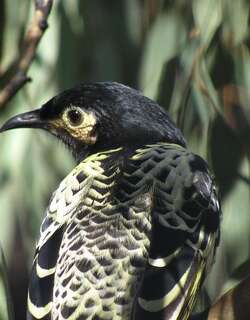 王吸蜜鸟 / Regent Honeyeater / Anthochaera phrygia