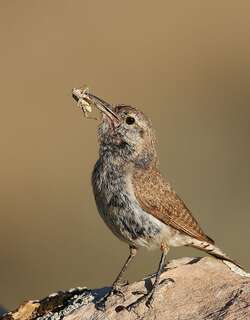 岩鹪鹩 / Rock Wren / Salpinctes obsoletus