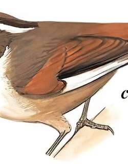 白眉雀鹛 / White-browed Fulvetta / Fulvetta vinipectus